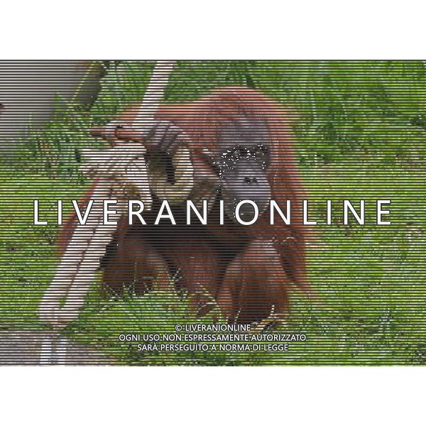 Sumatran orangutans playing at Durrell Wildlife park Jersey, Orangutans play with a sack . Sumatran Orangutan at Durrell Wildlife Conservation Park, Jersey, Channel Islands Date 30/04/2013 ©Photoshot/Ag. Aldo Liverani s.a.s.-Only Italy-Editorial Use Only