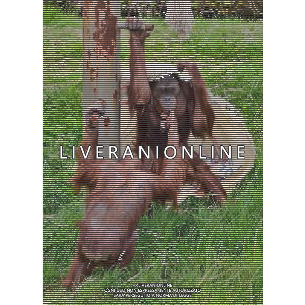 Sumatran orangutans playing at Durrell Wildlife park Jersey, Orangutans play with a sack . Sumatran Orangutan at Durrell Wildlife Conservation Park, Jersey, Channel Islands Date 30/04/2013 ©Photoshot/Ag. Aldo Liverani s.a.s.-Only Italy-Editorial Use Only