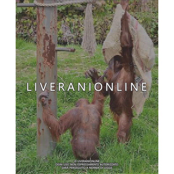 Sumatran orangutans playing at Durrell Wildlife park Jersey, Orangutans play with a sack . Sumatran Orangutan at Durrell Wildlife Conservation Park, Jersey, Channel Islands Date 30/04/2013 ©Photoshot/Ag. Aldo Liverani s.a.s.-Only Italy-Editorial Use Only