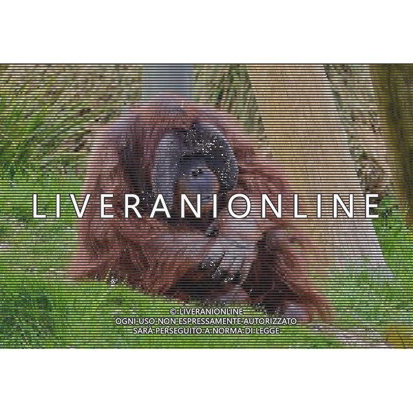 Sumatran orangutans playing at Durrell Wildlife park Jersey, Orangutans play with a sack . Sumatran Orangutan at Durrell Wildlife Conservation Park, Jersey, Channel Islands Date 30/04/2013 ©Photoshot/Ag. Aldo Liverani s.a.s.-Only Italy-Editorial Use Only