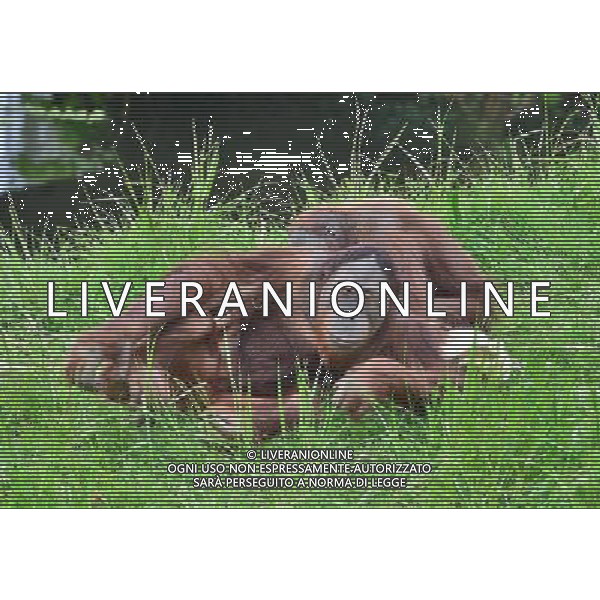 Sumatran orangutans playing at Durrell Wildlife park Jersey, Orangutans play with a sack . Sumatran Orangutan at Durrell Wildlife Conservation Park, Jersey, Channel Islands Date 30/04/2013 ©Photoshot/Ag. Aldo Liverani s.a.s.-Only Italy-Editorial Use Only