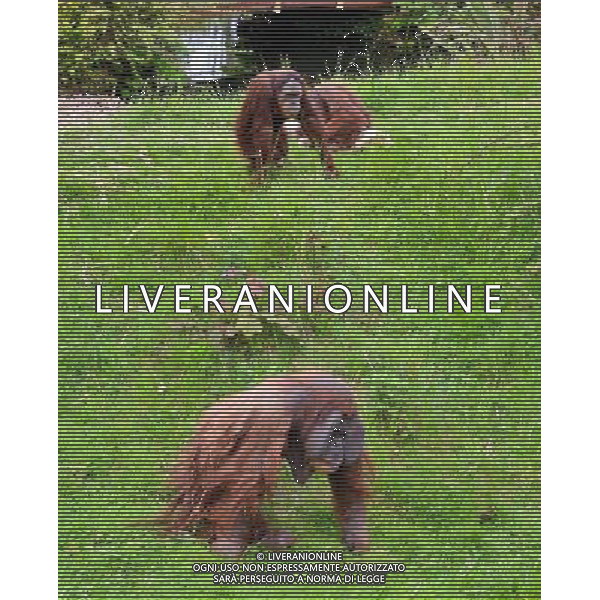 Sumatran orangutans playing at Durrell Wildlife park Jersey, Orangutans play with a sack . Sumatran Orangutan at Durrell Wildlife Conservation Park, Jersey, Channel Islands Date 30/04/2013 ©Photoshot/Ag. Aldo Liverani s.a.s.-Only Italy-Editorial Use Only