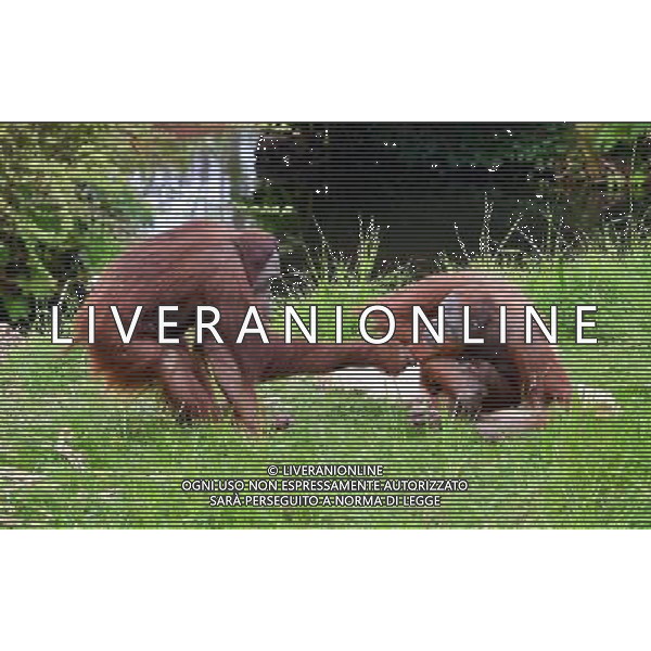 Sumatran orangutans playing at Durrell Wildlife park Jersey, Orangutans play with a sack . Sumatran Orangutan at Durrell Wildlife Conservation Park, Jersey, Channel Islands Date 30/04/2013 ©Photoshot/Ag. Aldo Liverani s.a.s.-Only Italy-Editorial Use Only