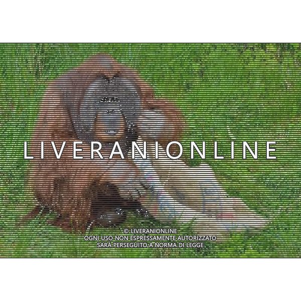 Sumatran orangutans playing at Durrell Wildlife park Jersey, Orangutans play with a sack . Sumatran Orangutan at Durrell Wildlife Conservation Park, Jersey, Channel Islands Date 30/04/2013 ©Photoshot/Ag. Aldo Liverani s.a.s.-Only Italy-Editorial Use Only