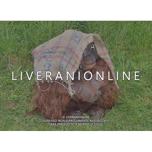 Sumatran orangutans playing at Durrell Wildlife park Jersey, Orangutans play with a sack . Sumatran Orangutan at Durrell Wildlife Conservation Park, Jersey, Channel Islands Date 30/04/2013 ©Photoshot/Ag. Aldo Liverani s.a.s.-Only Italy-Editorial Use Only