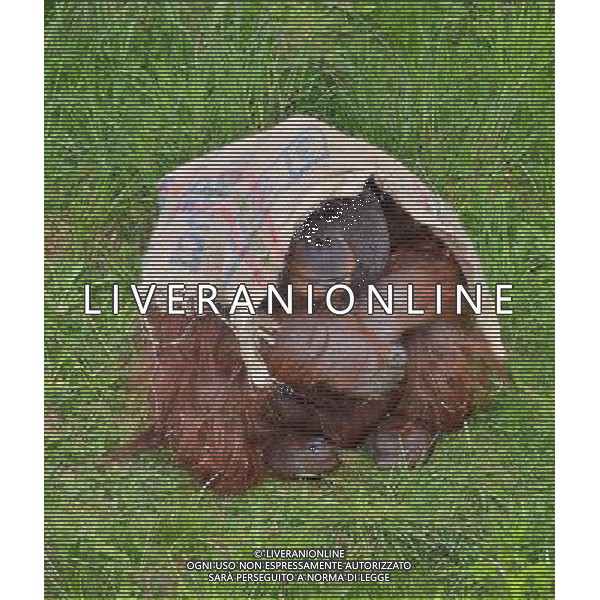 Sumatran orangutans playing at Durrell Wildlife park Jersey, Orangutans play with a sack . Sumatran Orangutan at Durrell Wildlife Conservation Park, Jersey, Channel Islands Date 30/04/2013 ©Photoshot/Ag. Aldo Liverani s.a.s.-Only Italy-Editorial Use Only