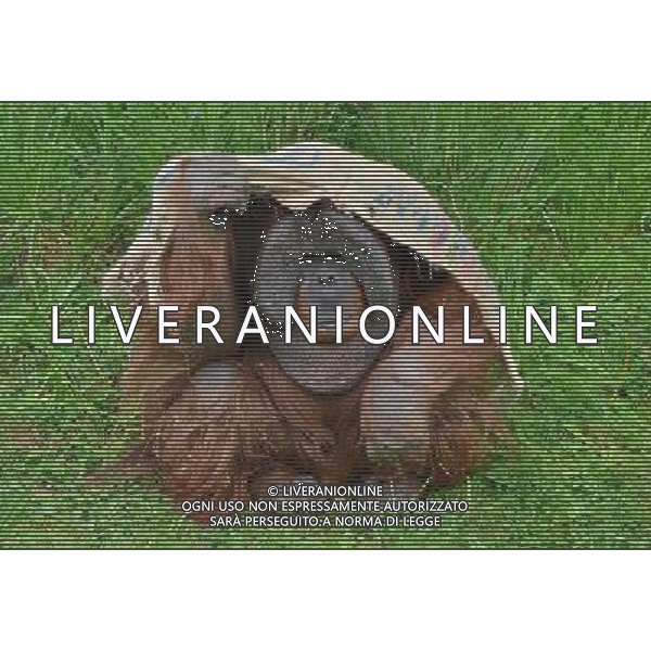 Sumatran orangutans playing at Durrell Wildlife park Jersey, Orangutans play with a sack . Sumatran Orangutan at Durrell Wildlife Conservation Park, Jersey, Channel Islands Date 30/04/2013 ©Photoshot/Ag. Aldo Liverani s.a.s.-Only Italy-Editorial Use Only