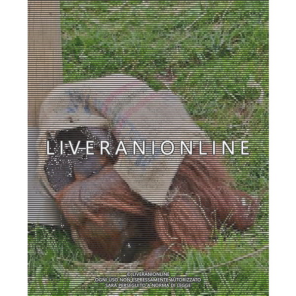 Sumatran orangutans playing at Durrell Wildlife park Jersey, Orangutans play with a sack . Sumatran Orangutan at Durrell Wildlife Conservation Park, Jersey, Channel Islands Date 30/04/2013 ©Photoshot/Ag. Aldo Liverani s.a.s.-Only Italy-Editorial Use Only