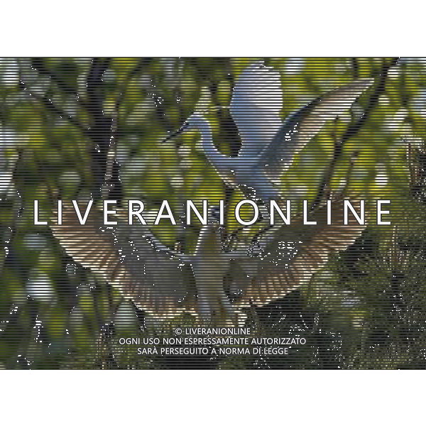 (130505) -- QINHUANGDAO, May 5, 2013 () -- White egrets are seen at the Tianmahu scenic resort in Qinhuangdao City of north China\'s Hebei Province, May 5, 2013. (/Yang Shiyao) (xzj) ©Photoshot/AGENZIA ALDO LIVERANI SAS-.ITALY ONLY - EDITORIAL USE ONLY