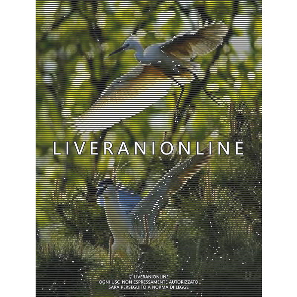 (130505) -- QINHUANGDAO, May 5, 2013 () -- White egrets are seen at the Tianmahu scenic resort in Qinhuangdao City of north China\'s Hebei Province, May 5, 2013. (/Yang Shiyao) (xzj) ©Photoshot/AGENZIA ALDO LIVERANI SAS-.ITALY ONLY - EDITORIAL USE ONLY