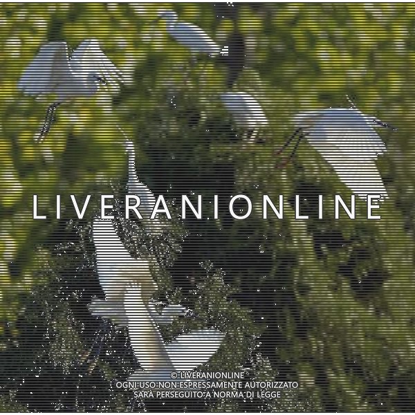 (130505) -- QINHUANGDAO, May 5, 2013 () -- White egrets are seen at the Tianmahu scenic resort in Qinhuangdao City of north China\'s Hebei Province, May 5, 2013. (/Yang Shiyao) (xzj) ©Photoshot/AGENZIA ALDO LIVERANI SAS-.ITALY ONLY - EDITORIAL USE ONLY