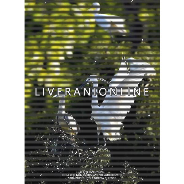 (130505) -- QINHUANGDAO, May 5, 2013 () -- White egrets are seen at the Tianmahu scenic resort in Qinhuangdao City of north China\'s Hebei Province, May 5, 2013. (/Yang Shiyao) (xzj) ©Photoshot/AGENZIA ALDO LIVERANI SAS-.ITALY ONLY - EDITORIAL USE ONLY