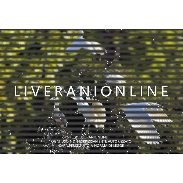 (130505) -- QINHUANGDAO, May 5, 2013 () -- White egrets are seen at the Tianmahu scenic resort in Qinhuangdao City of north China\'s Hebei Province, May 5, 2013. (/Yang Shiyao) (xzj) ©Photoshot/AGENZIA ALDO LIVERANI SAS-.ITALY ONLY - EDITORIAL USE ONLY