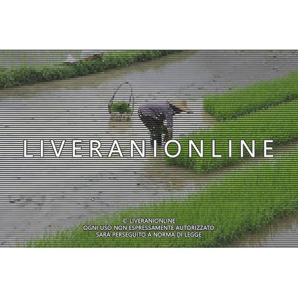 (130506) -- HECHI, May 6, 2013 () -- A farmer transplants rice seedings at Yong\'an Village of Dongmen Town in Hechi City, south China\'s Guangxi Zhuang Autonomous Region, May 5, 2013. Sunday is the beginning of the 7th solar term in Chinese lunar calendar, which indicates the coming of summer. (/Wu Yaorong) (yxb) ©photoshot/AGENZIA ALDO LIVERANI SAS - ITALY ONLY - Agricoltori durante la coltivazione di campi di riso a Hechi, Cina 6 maggio 2013
