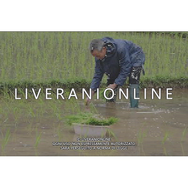 (130506) -- HECHI, May 6, 2013 () -- A farmer transplants rice seedings at Yong\'an Village of Dongmen Town in Hechi City, south China\'s Guangxi Zhuang Autonomous Region, May 5, 2013. Sunday is the beginning of the 7th solar term in Chinese lunar calendar, which indicates the coming of summer. (/Wu Yaorong) (yxb) ©photoshot/AGENZIA ALDO LIVERANI SAS - ITALY ONLY - Agricoltori durante la coltivazione di campi di riso a Hechi, Cina 6 maggio 2013