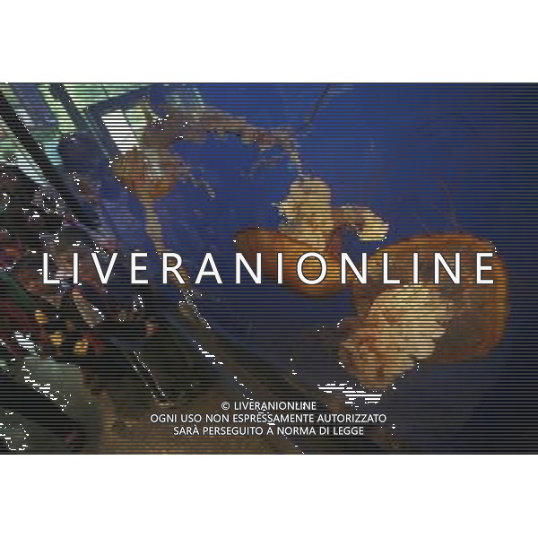 (130517) -- VANCOUVER, May 17, 2013 () -- Children take a closer look at jellyfish in a large tank at the Vancouver Aquarium in Vancouver, Canada, May 16, 2013. Thousands of jellyfish from 15 species are on display at a new jellyfish exhibition at Vancouver Aquarium. Visitors can learn about the boneless, brainless and heartless animals from how they reproduce to how dangerous they can be to people and fishery. (/Liang Sen) ©Photoshot/Ag. Aldo Liverani s.a.s.-Only Italy-Editorial Use Only