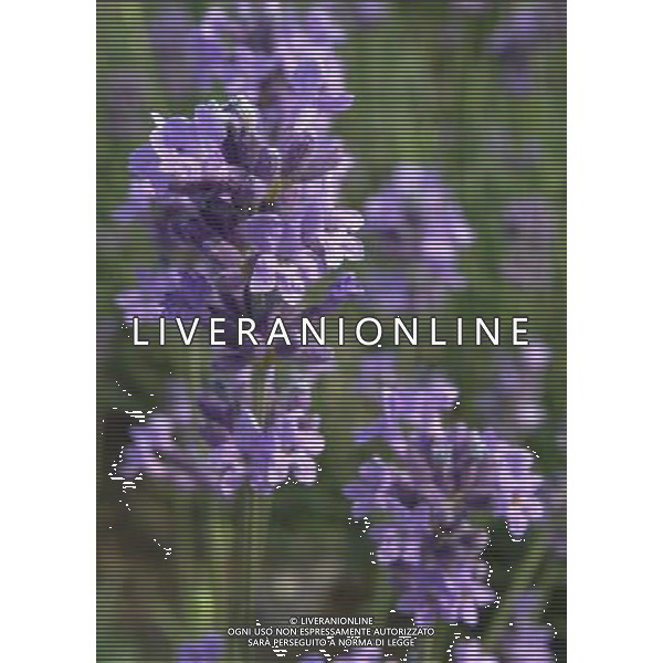 (130525) -- WUXI, May 25, 2013 () -- Photo taken on May 25, 2013 shows lavender flowers in Xuelangshan forest park in Wuxi, east China\'s Jiangsu Province. Over 100,000 lavender plants here attracted numbers of tourists. (/Luo Jun) (zc) ©photohsot/AGENZIA ALDO LIVERANI SAS - ITALY ONLY - Campi di fiori di lavanda in Xuelangshan Forest Park a Wuxi, Cina orientale provincia di Jiangsu