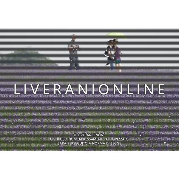 (130525) -- WUXI, May 25, 2013 () -- Tourists walk in a lavender field in Xuelangshan forest park in Wuxi, east China\'s Jiangsu Province, May 25, 2013. Over 100,000 lavender plants here attracted numbers of tourists. (/Luo Jun) (zc) ©photohsot/AGENZIA ALDO LIVERANI SAS - ITALY ONLY - Campi di fiori di lavanda in Xuelangshan Forest Park a Wuxi, Cina orientale provincia di Jiangsu