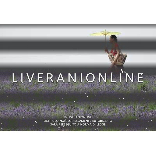 (130525) -- WUXI, May 25, 2013 () -- A tourist walks in a lavender field in Xuelangshan forest park in Wuxi, east China\'s Jiangsu Province, May 25, 2013. Over 100,000 lavender plants here attracted numbers of tourists. (/Luo Jun) (zc) ©photohsot/AGENZIA ALDO LIVERANI SAS - ITALY ONLY - Campi di fiori di lavanda in Xuelangshan Forest Park a Wuxi, Cina orientale provincia di Jiangsu