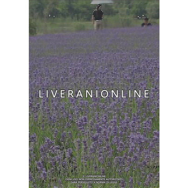 (130525) -- WUXI, May 25, 2013 () -- Photo taken on May 25, 2013 shows lavender flowers in Xuelangshan forest park in Wuxi, east China\'s Jiangsu Province. Over 100,000 lavender plants here attracted numbers of tourists. (/Luo Jun) (zc) ©photohsot/AGENZIA ALDO LIVERANI SAS - ITALY ONLY - Campi di fiori di lavanda in Xuelangshan Forest Park a Wuxi, Cina orientale provincia di Jiangsu