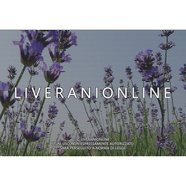 (130525) -- WUXI, May 25, 2013 () -- Photo taken on May 25, 2013 shows lavender flowers in Xuelangshan forest park in Wuxi, east China\'s Jiangsu Province. Over 100,000 lavender plants here attracted numbers of tourists. (/Luo Jun) (zc) ©photohsot/AGENZIA ALDO LIVERANI SAS - ITALY ONLY - Campi di fiori di lavanda in Xuelangshan Forest Park a Wuxi, Cina orientale provincia di Jiangsu