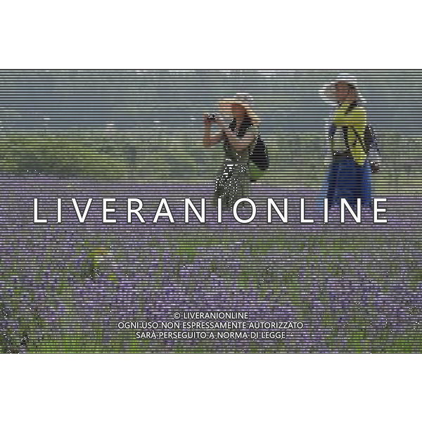 (130525) -- WUXI, May 25, 2013 () -- Tourists take photos in a lavender field in Xuelangshan forest park in Wuxi, east China\'s Jiangsu Province, May 25, 2013. Over 100,000 lavender plants here attracted numbers of tourists. (/Luo Jun) (zc) ©photohsot/AGENZIA ALDO LIVERANI SAS - ITALY ONLY - Campi di fiori di lavanda in Xuelangshan Forest Park a Wuxi, Cina orientale provincia di Jiangsu