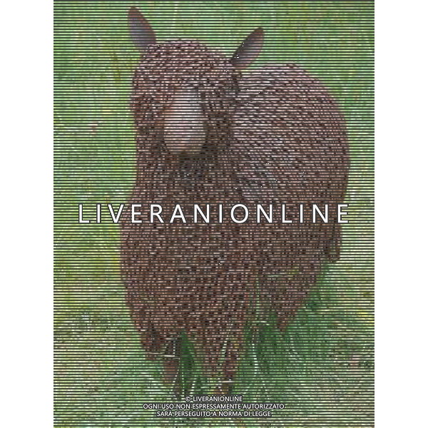 Steele Wool by Miranda Michels - Art In The Garden 2013 at The Sir Harold Hillier Gardens Romsey Hampshire England ©Photoshot/Ag. Aldo Liverani s.a.s.-Only Italy-Editorial Use Only