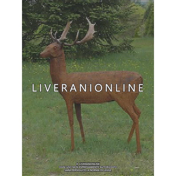 Fallow Buck by Miranda Michels - Art In The Garden 2013 at The Sir Harold Hillier Gardens Romsey Hampshire England ©Photoshot/Ag. Aldo Liverani s.a.s.-Only Italy-Editorial Use Only