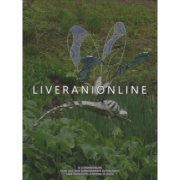 Dragonfly - Art In The Garden 2013 at The Sir Harold Hillier Gardens Romsey Hampshire England ©Photoshot/Ag. Aldo Liverani s.a.s.-Only Italy-Editorial Use Only