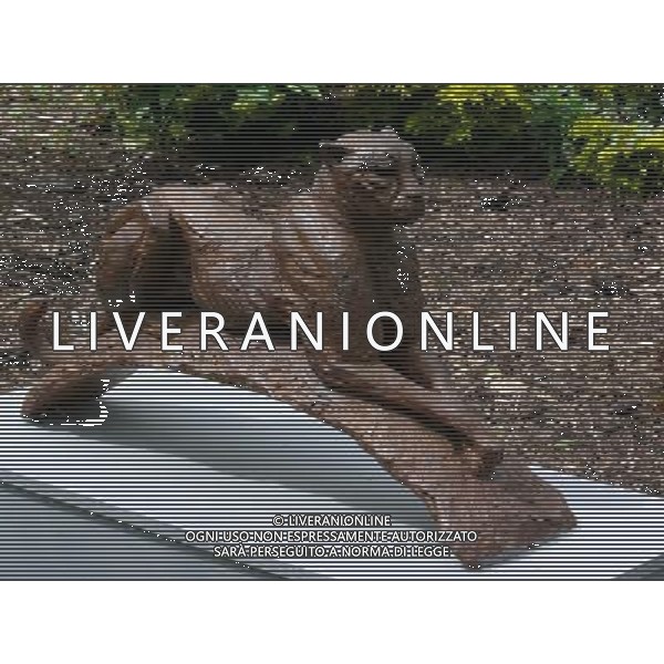 Cheetah Resting by Carol Bryant - Art In The Garden 2013 at The Sir Harold Hillier Gardens Romsey Hampshire England ©Photoshot/Ag. Aldo Liverani s.a.s.-Only Italy-Editorial Use Only