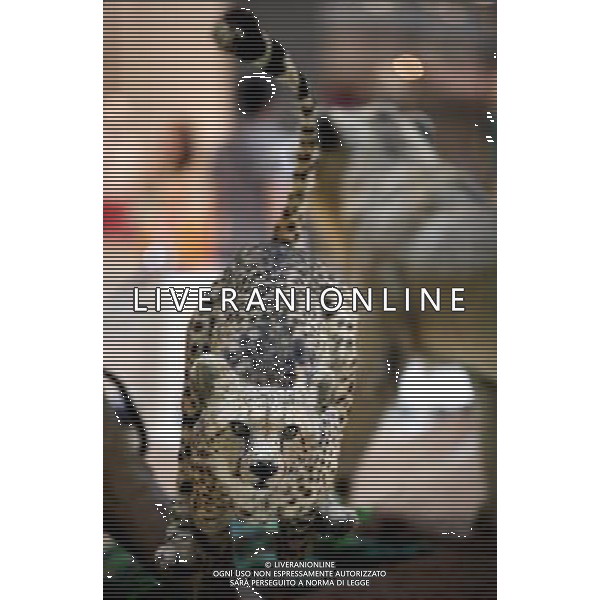 (130621) -- NANJING, June 21, 2013 () -- A stuffed feline is on display during a public exhibition exploring the world of feline at a shopping mall in Nanjing, capital of east China\'s Jiangsu Province, June 21, 2013. () (wqq) ©Photoshot/AGENZIA ALDO LIVERANI SAS-ITALY ONLY - EDITORIAL USE ONLY