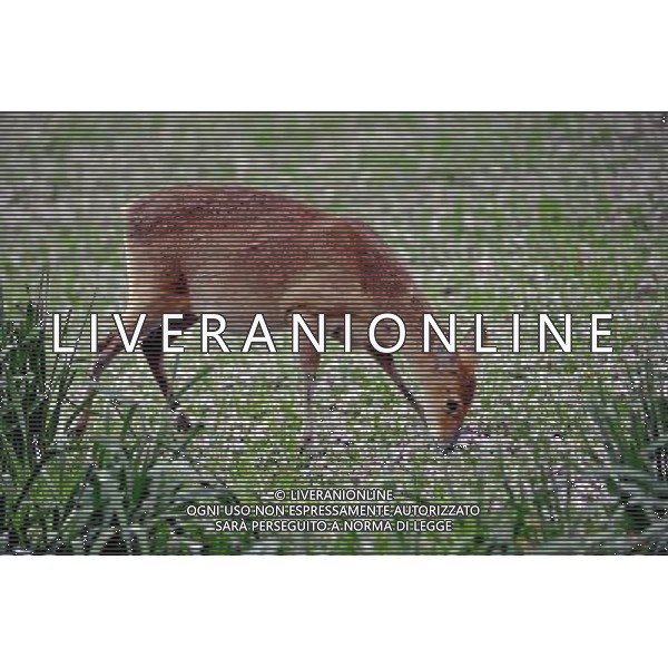 Muntjac Dear walking around zsl whipsnade zoo 13th may 2013Photo by Brian Jordan/ Retna Pictures 