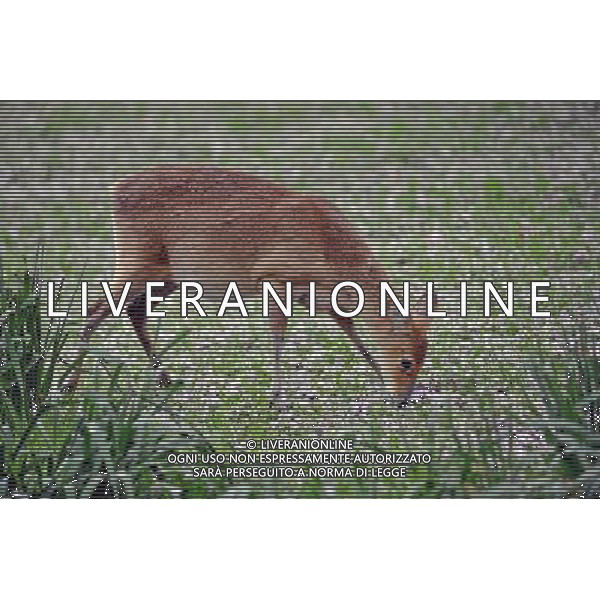 Muntjac Dear walking around zsl whipsnade zoo 13th may 2013Photo by Brian Jordan/ Retna Pictures 