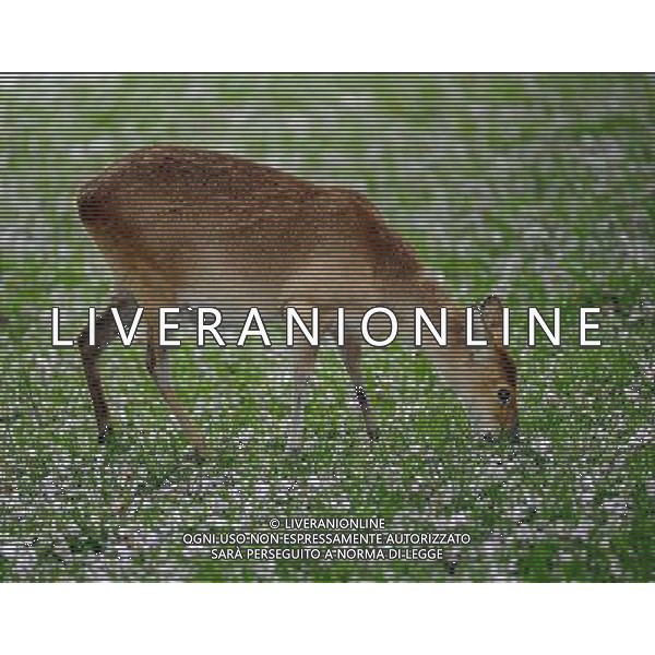 Muntjac Dear walking around zsl whipsnade zoo 13th may 2013Photo by Brian Jordan/ Retna Pictures 