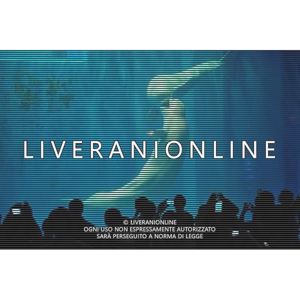 (130706) -- HARBIN, July 6, 2013 () -- Beluga whales stage a performance during a \'dance show\' for visitors at the Harbin Polarland theme park in Harbin, capital of northeast China\'s Heilongjiang Province, July 5, 2013. As the summer vacation comes, many students are attracted to the theme park to watch the performance by the whales. (/Wang Jianwei) (hdt) ©photoshot/AGENZIA ALDO LIVERANI SAS - ITALY ONLY - Due balene Beluga durante uno \'spettacolo di danza\' per i visitatori del parco a tema Harbin Polarland a Harbin, capitale del nord-est della Cina provincia di Heilongjiang, 5 luglio 2013.