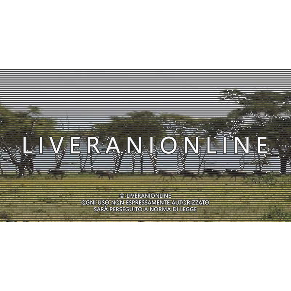 (130708) -- LAKE NAIVASHA, July 8, 2013 () -- Wildebeests run at Crescent Island in Lake Naivasha, Kenya, July 7, 2013. (/Li Jing) (dtf) ©photoshot/AGENZIA ALDO LIVERANI SAS - ITALY ONLY - Gli animali nello scenario dell\'isola mezzaluna nel lago Naivasha, in Kenya, il 7 luglio 2013.
