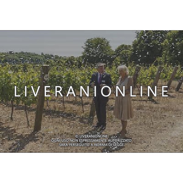 The Duchess of Cornwall views the vines with Managing Director Ian Kellett during her visit to Hambledon Vineyard in Hampshire where she opened the new winery in her capacity as President of The United Kingdom Vineyards Association. PRESS ASSOCIATION Photo. Picture date: Tuesday July 9, 2013. Hambledon lays claim to being England\'s oldest commercial vineyard. Photo credit should read: Chris Ison/PA Wire ©photoshot/AGENZIA ALDO LIVERANI SAS - ITALY ONLY - REALI INGLESI: Camilla Duchessa di Cornovaglia in visita alla cantina e i vigneti Hambledon nell\'Hampshire, 9 luglio, 2013. Hambledon rivendica di essere il piu\' antico vigneto commerciale dell\'Inghilterra