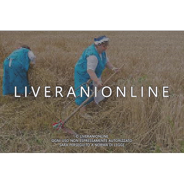 (130713) -- OPALYI, July 13, 2013 () -- Participants compete during a traditional harvest festival in Opalyi, a village in Szabolcs-Szatmar-Bereg county, eastern Hungary on July 13, 2013. (/Attila Volgy) ©photoshot/AGENZIA ALDO LIVERANI SAS - ITALY ONLY - Agricoltori e contadini partecipano alla festa del raccolto tradizionale di Opalyi, un villaggio nella provincia di Szabolcs-Szatmar-Bereg, in Ungheria orientale, il 13 luglio 2013.