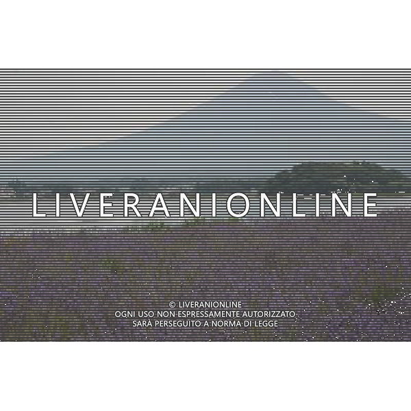 (130713) -- YAMANASHI-KEN, July 13, 2013 () -- Photo taken on July 13, 2013 shows lavender plants in a park in Yamanashi-ken, Japan. (/Liu Tian) (bxq) ©photohsot/AGENZIA ALDO LIVERANI SAS - ITALY ONLY - Campo di piante di lavanda in un parco a Yamanashi-ken, Giappon 13 luglio 2013