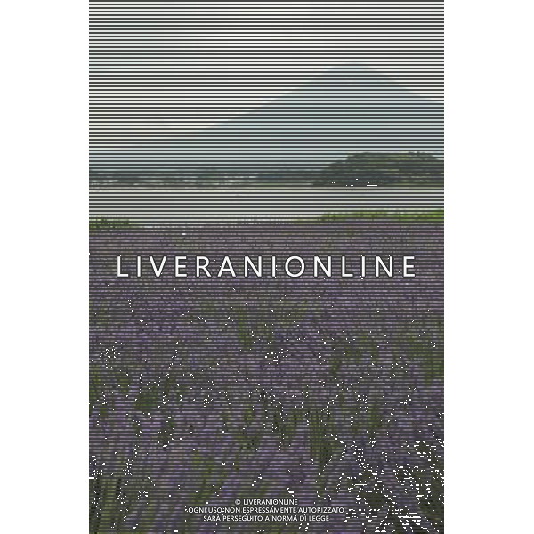 (130713) -- YAMANASHI-KEN, July 13, 2013 () -- Photo taken on July 13, 2013 shows lavender plants in a park in Yamanashi-ken, Japan. (/Liu Tian) (bxq) ©photohsot/AGENZIA ALDO LIVERANI SAS - ITALY ONLY - Campo di piante di lavanda in un parco a Yamanashi-ken, Giappon 13 luglio 2013
