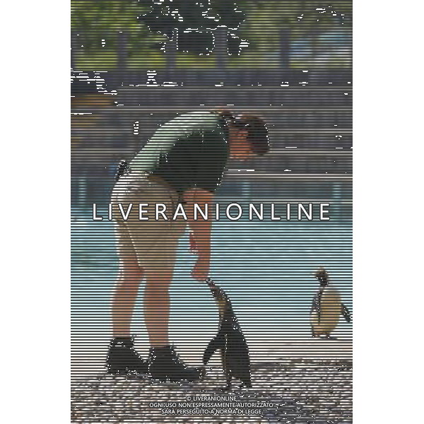 Penguins in ZSL London Zoo on July 17, 2013 in London, England. ©photoshot/AGENZIA ALDO LIVERANI SAS - ITALY ONLY - Giraffe e pinguini mentre vengono accuditi e nutriti dall\'executive chef dei ristoratori dello Zoo di Londra il 17 luglio 2013 in Inghilterra. Una nuova terrazza ristorante verra\' inaugurata e aperta pubblico il 19 luglio 2013.