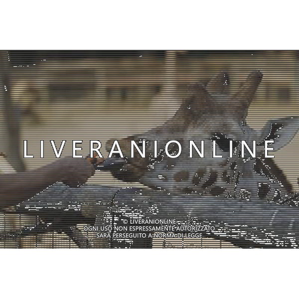 Giraffe in ZSL London Zoo on July 17, 2013 in London, England. ©photoshot/AGENZIA ALDO LIVERANI SAS - ITALY ONLY - Giraffe e pinguini mentre vengono accuditi e nutriti dall\'executive chef dei ristoratori dello Zoo di Londra il 17 luglio 2013 in Inghilterra. Una nuova terrazza ristorante verra\' inaugurata e aperta pubblico il 19 luglio 2013.