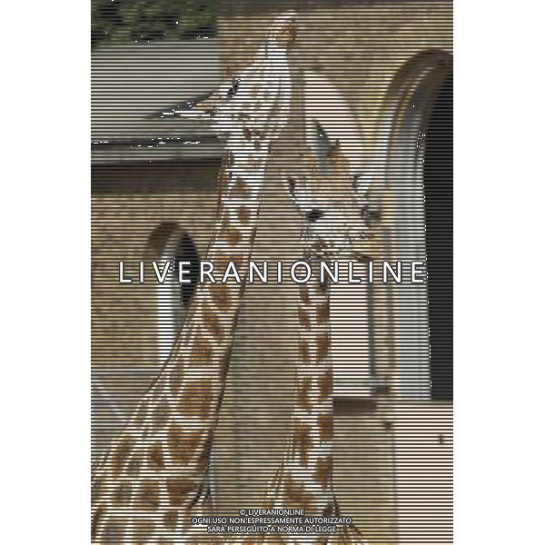Giraffes in ZSL London Zoo on July 17, 2013 in London, England. ©photoshot/AGENZIA ALDO LIVERANI SAS - ITALY ONLY - Giraffe e pinguini mentre vengono accuditi e nutriti dall\'executive chef dei ristoratori dello Zoo di Londra il 17 luglio 2013 in Inghilterra. Una nuova terrazza ristorante verra\' inaugurata e aperta pubblico il 19 luglio 2013.