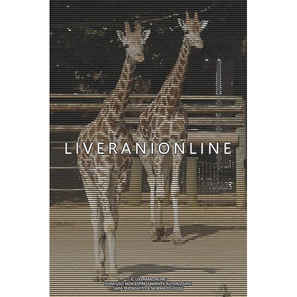 Giraffes in ZSL London Zoo on July 17, 2013 in London, England. ©photoshot/AGENZIA ALDO LIVERANI SAS - ITALY ONLY - Giraffe e pinguini mentre vengono accuditi e nutriti dall\'executive chef dei ristoratori dello Zoo di Londra il 17 luglio 2013 in Inghilterra. Una nuova terrazza ristorante verra\' inaugurata e aperta pubblico il 19 luglio 2013.