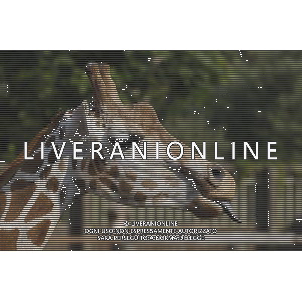 Giraffe in ZSL London Zoo on July 17, 2013 in London, England. ©photoshot/AGENZIA ALDO LIVERANI SAS - ITALY ONLY - Giraffe e pinguini mentre vengono accuditi e nutriti dall\'executive chef dei ristoratori dello Zoo di Londra il 17 luglio 2013 in Inghilterra. Una nuova terrazza ristorante verra\' inaugurata e aperta pubblico il 19 luglio 2013.