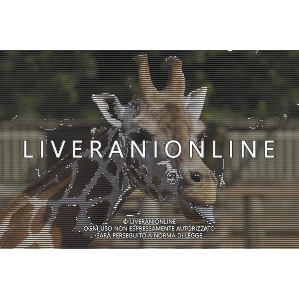 Giraffe in ZSL London Zoo on July 17, 2013 in London, England. ©photoshot/AGENZIA ALDO LIVERANI SAS - ITALY ONLY - Giraffe e pinguini mentre vengono accuditi e nutriti dall\'executive chef dei ristoratori dello Zoo di Londra il 17 luglio 2013 in Inghilterra. Una nuova terrazza ristorante verra\' inaugurata e aperta pubblico il 19 luglio 2013.