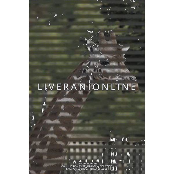 Giraffe in ZSL London Zoo on July 17, 2013 in London, England. ©photoshot/AGENZIA ALDO LIVERANI SAS - ITALY ONLY - Giraffe e pinguini mentre vengono accuditi e nutriti dall\'executive chef dei ristoratori dello Zoo di Londra il 17 luglio 2013 in Inghilterra. Una nuova terrazza ristorante verra\' inaugurata e aperta pubblico il 19 luglio 2013.