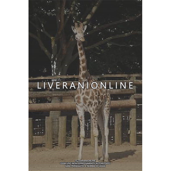 Giraffe in ZSL London Zoo on July 17, 2013 in London, England. ©photoshot/AGENZIA ALDO LIVERANI SAS - ITALY ONLY - Giraffe e pinguini mentre vengono accuditi e nutriti dall\'executive chef dei ristoratori dello Zoo di Londra il 17 luglio 2013 in Inghilterra. Una nuova terrazza ristorante verra\' inaugurata e aperta pubblico il 19 luglio 2013.