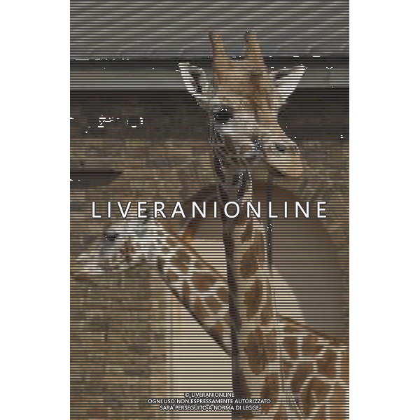 Giraffes in ZSL London Zoo on July 17, 2013 in London, England. ©photoshot/AGENZIA ALDO LIVERANI SAS - ITALY ONLY - Giraffe e pinguini mentre vengono accuditi e nutriti dall\'executive chef dei ristoratori dello Zoo di Londra il 17 luglio 2013 in Inghilterra. Una nuova terrazza ristorante verra\' inaugurata e aperta pubblico il 19 luglio 2013.