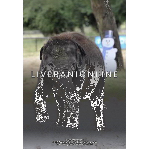 As the summer scorcher continues to sweep the country, ZS,L Whipsnade Zooâ€™s elephants beat the heat with a jumbo delivery â€“ of 20 tonnes of snow to play in 25/07/2013 .pictures Brian Jordan/Retna pictures ©photoshot/AGENZIA ALDO LIVERANI SAS - ITALY ONLY - Per combattere la grande ondata di caldo nello Zoo di Londra hanno portato 20 tonnellate di neve e ghiaccio per far giocare gli elefanti 25/07/2013